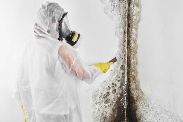 Sevierville, TN Mold Removal Company