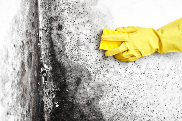 Best Professional Mold Removal  in Sevierville, TN